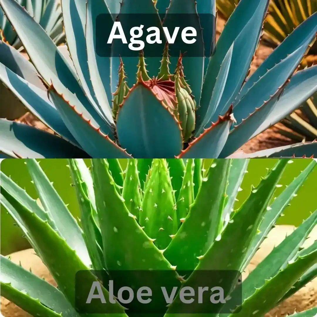 Agave-Aloe-vera Agave-Aloe-vera
